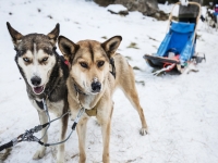  Schneehunde zum Mushing