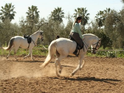Montar a caballo en el Preparque de Doñana 1 hora