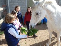 Dando de comer al caballo