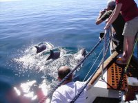 Whale watching in Malaga 