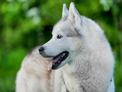 Trenó Mushing com rodas Benasque infantil 1 hora