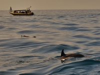 Excursión para ver delfines La Palma Adultos 2h