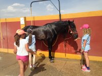 Acampamento equestre 