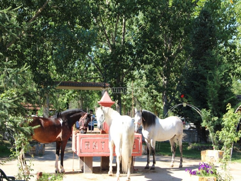 Caballos comiendo
