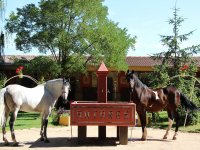 Horses eating