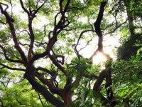  Il sole tra gli alberi 