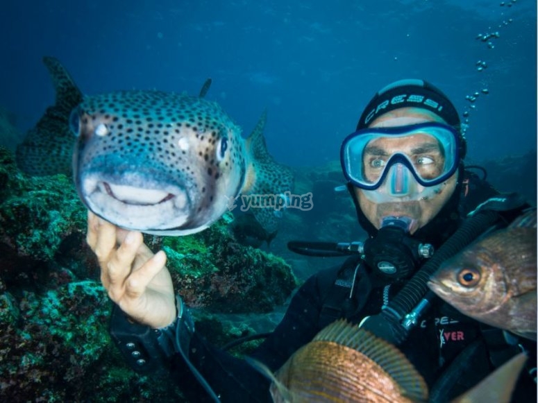 Buceo Tenerife, precios y reservas 2024 Buceo Tenerife, precios y reservas 2024
