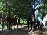 cuidando dos cavalos. 