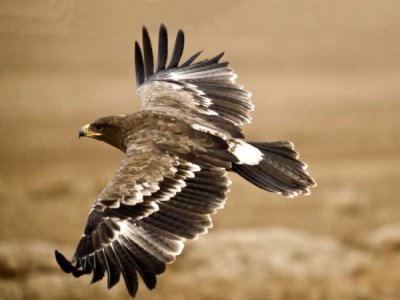 Hiking+bird sightseeing birds in Navas del Rey