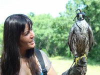  Aves de rapina 