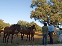 Junto a los caballos