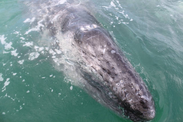 Observando ballenas