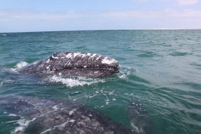Encuentro con ballenas