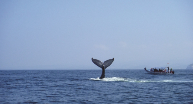 Cola de ballena 