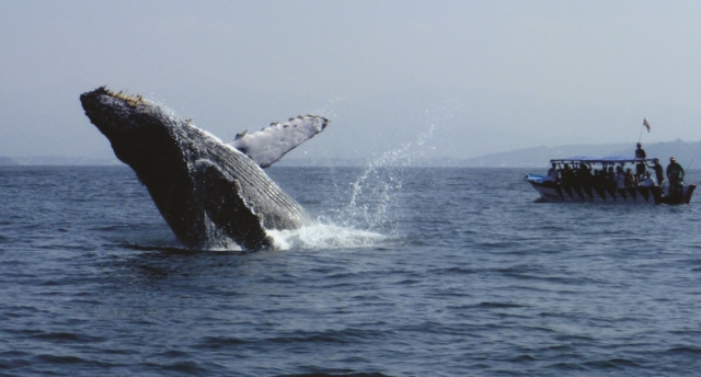 Ballena nadando en nayarit 