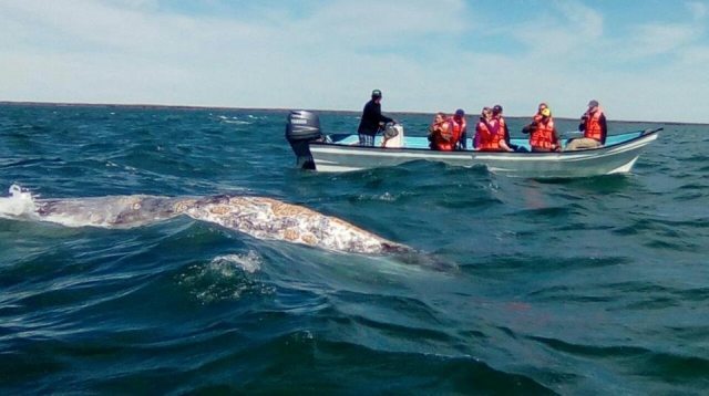Pesca