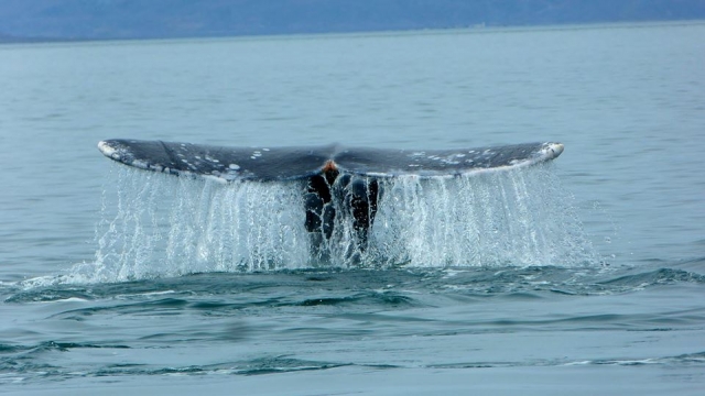 Ballena