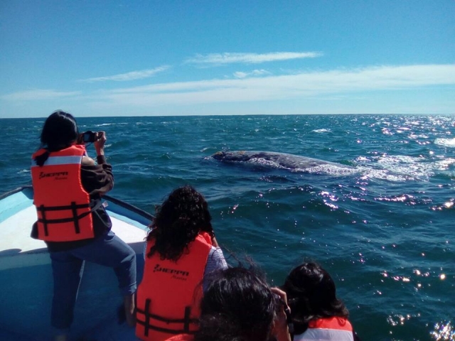 Ballenas
