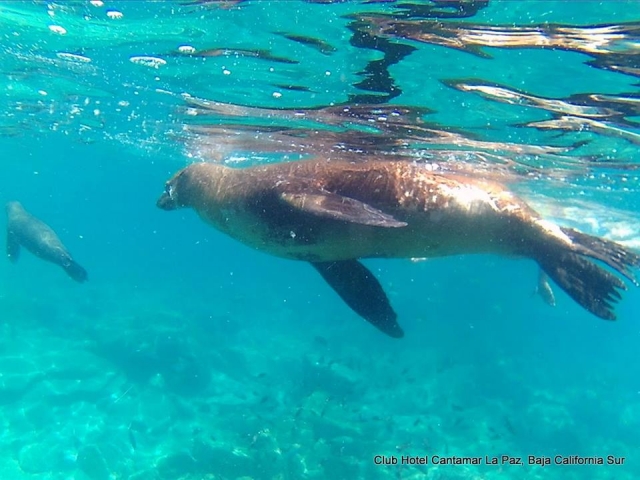 Vista de actividad snorkel
