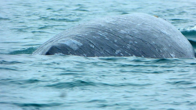 Ballena