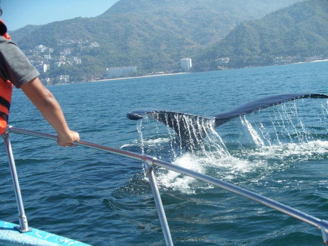 Aleta caudal ancha de 12 pies (cuatro metros) con orillas irregulaternera y nudosa en forma de 