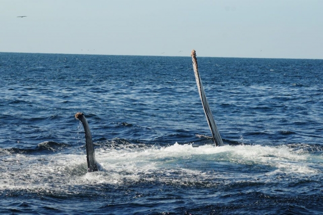 Aletas pectorales:  miden hasta 5 metros o un tercio de longitud total del cuerpo. son probablemente la caracteristica mas distintivas de la especie,ningun otro cetaceo las tienen tan largas en la mayoria de los animales son de color blanco por abajo y en algunas tambien son total o parcialmente blancas..