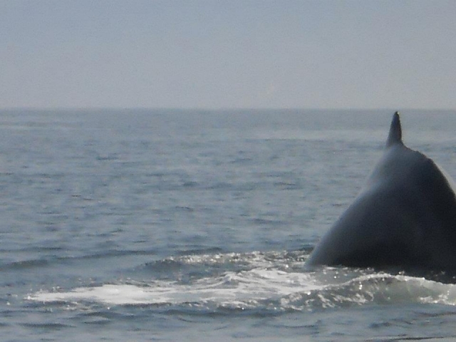  ¿Por que se llama Jorobada?  Claramente podemos ver en el diagrama de la anatomía de la ballena Jorobada que realmente no tienes una joroba en la espalda y tienes, además, una aleta dorsal relativamente pequeña. Entonces, ¿Por que ese nombre? De hecho, vienes de tu técnica de clavarse. De todos los mamíferos, este es el único que puedes arquear tu espalda de tal manera cuando se submerge, así, creando una joroba. Y por supuesto, de ahí vienes tu nombre.  Se te llama Ballena Jorobada porque tu aleta dorsal se encuentra cerca de tu cola y al sumergirse siempre la muestran...... 