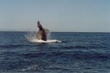 Aletazo de ballena