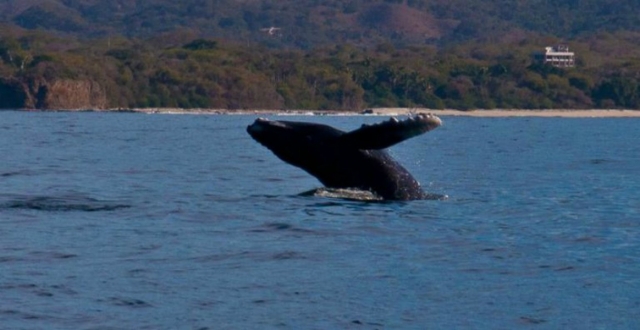 Ballenas en directo