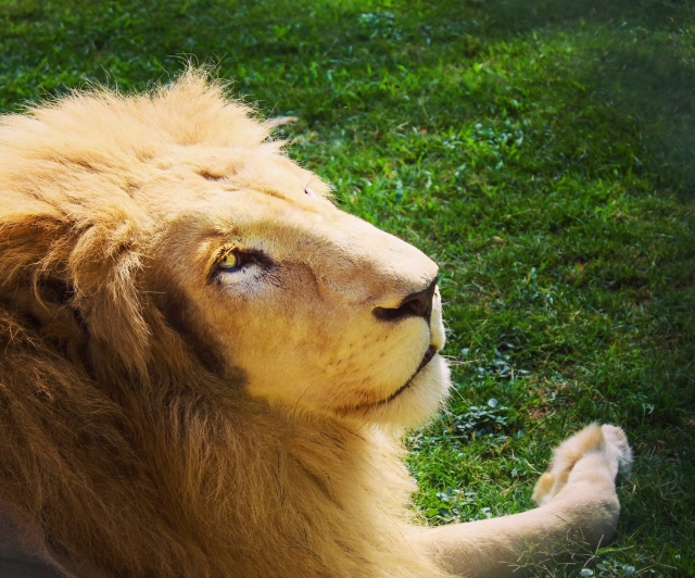 Conoce al rey de la selvas