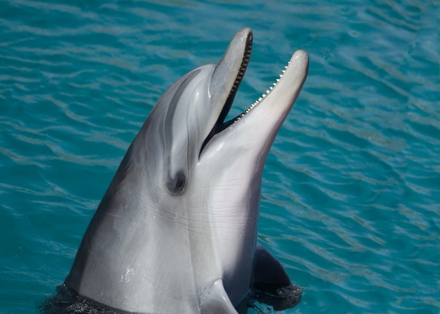 Delfines en cozumel 