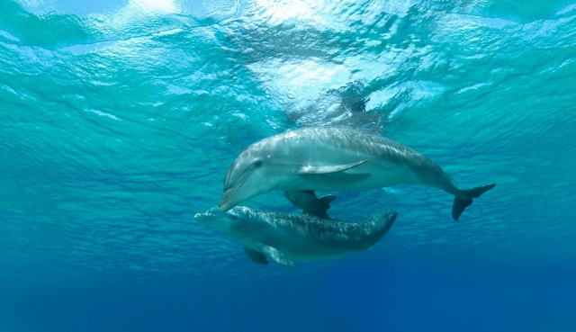nado con delfines