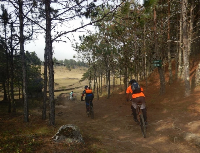 Bajada ciclista entre arboles
