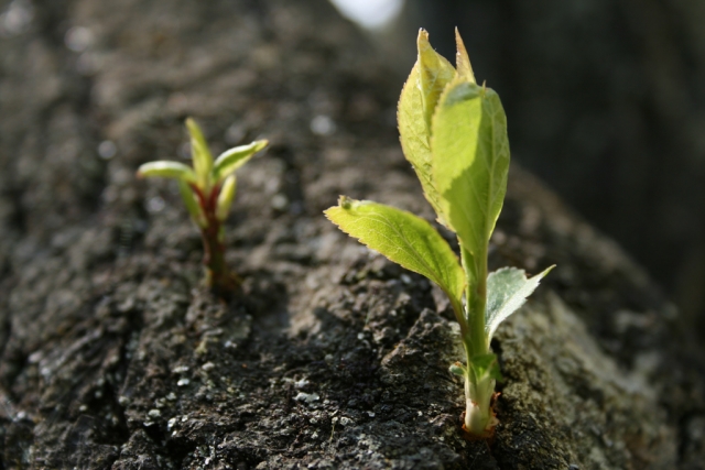 Planta creciendo en el entorno