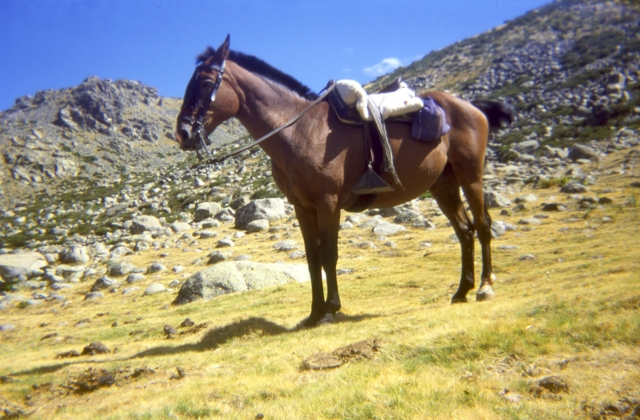 Listo el caballo para la experiencia