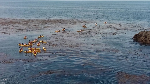 Kayaks en el mar