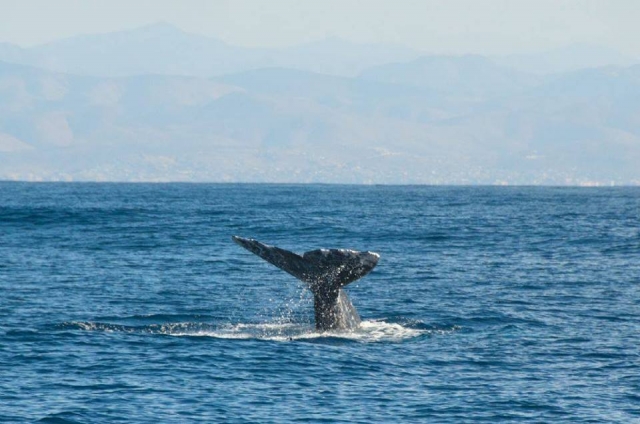 Vive la experiencia de las ballenas