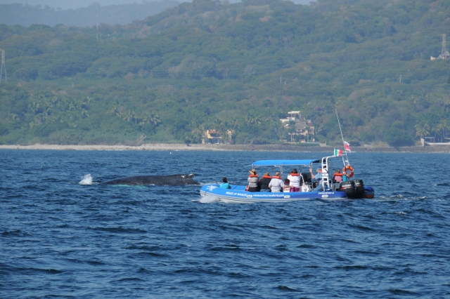 Avistamiento de ballenas en Vallarta