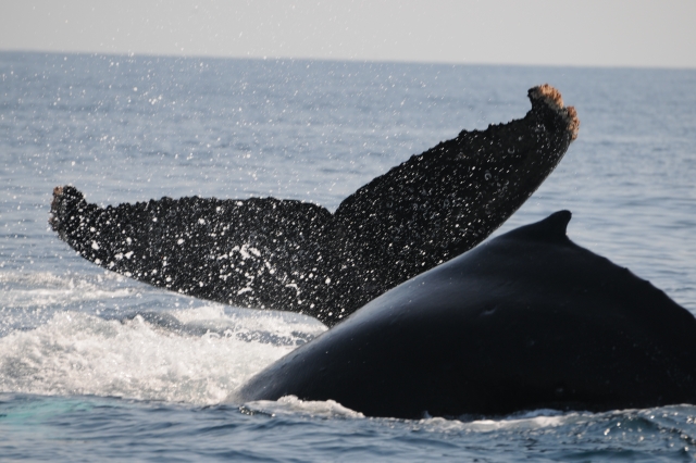 Ballenas en Vallarta