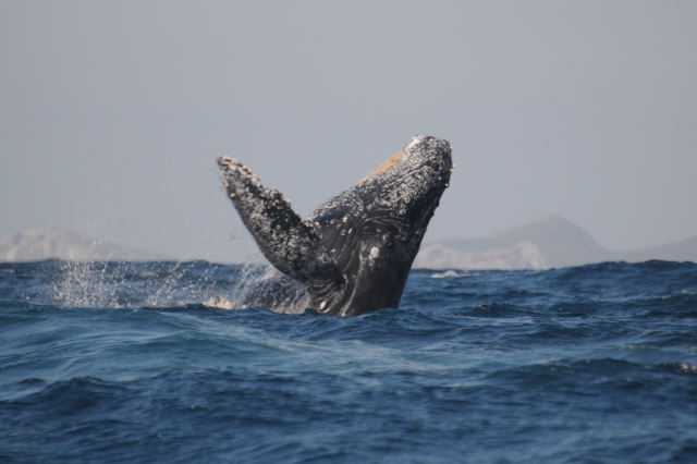 Espectáculo marino en Vallarta