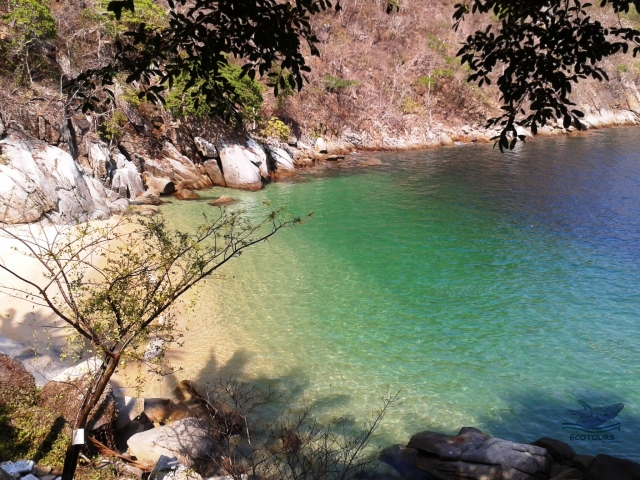 Colomitos en Vallarta