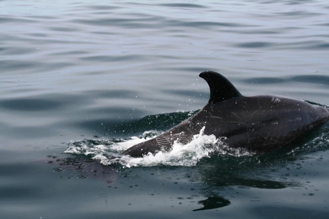 Junto a un espectacular delfín