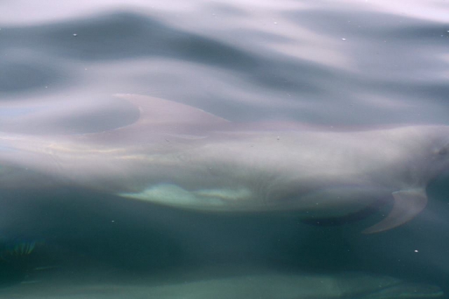 Delfín bajo el agua