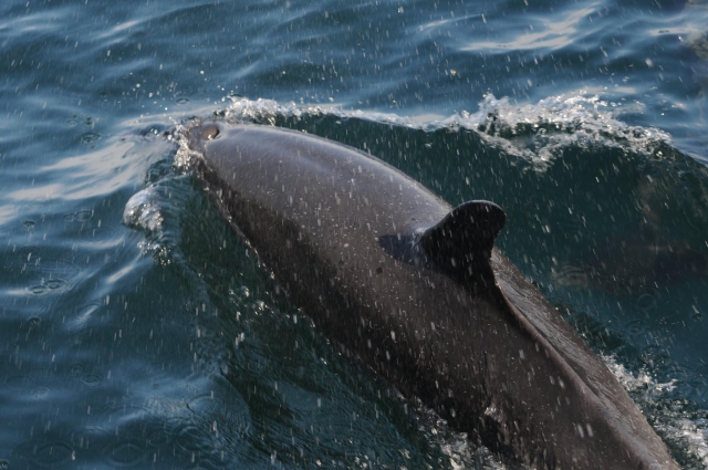 Nadando con delfines