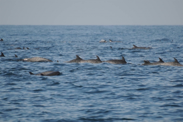 Delfines en manada
