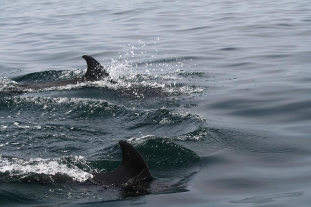 Junto a la pareja de delfines