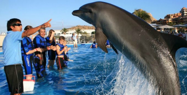 Diversion con delfines