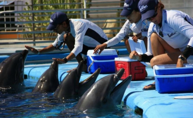 Entrenando a los delfines
