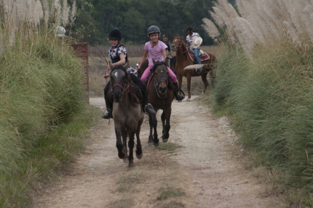 caballos