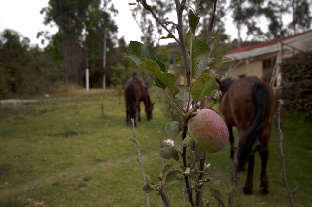 manzana